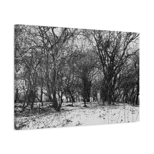 Snowy winter woodland forest - winter,