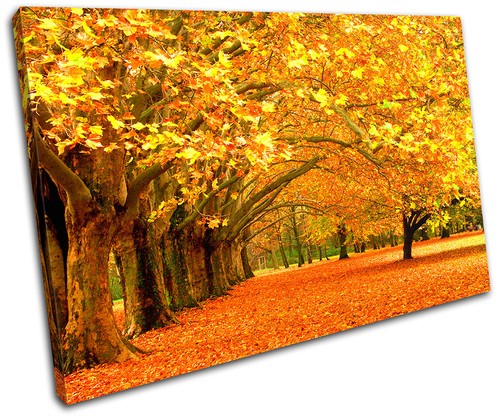 Autumn trees landscapes single - trees,