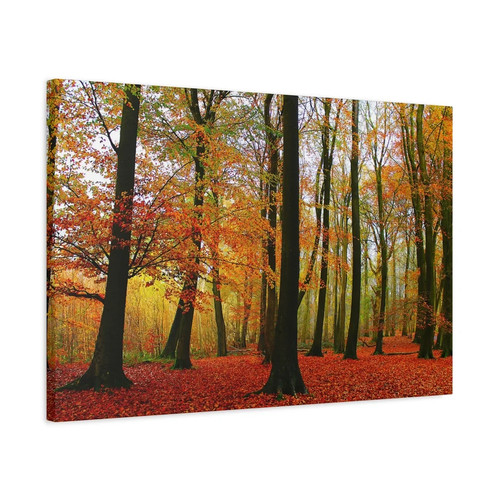 Delamere forest autumn - delamere, trees