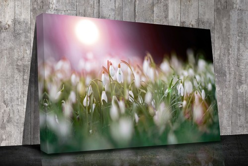 Snowdrops close canvas - close,