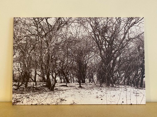Snowy winter woodlands - winter,